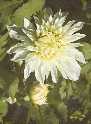 Garden Dahlias VII White Modern Wood Framed Art Print with Double Matting by Johnson, George