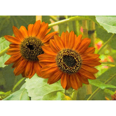 New Zeal and Sunflower Black Modern Wood Framed Art Print with Double Matting by Johnson, George