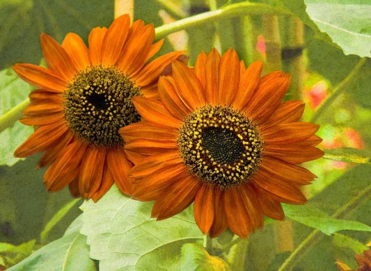 Image Only