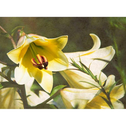 Garden Lilies Gold Ornate Wood Framed Art Print with Double Matting by Johnson, George