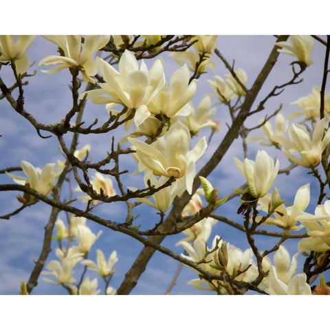Tulip Treer Black Modern Wood Framed Art Print with Double Matting by Johnson, George