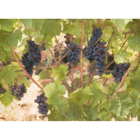 Low Hanging Fruit Gold Ornate Wood Framed Art Print with Double Matting by Johnson, George