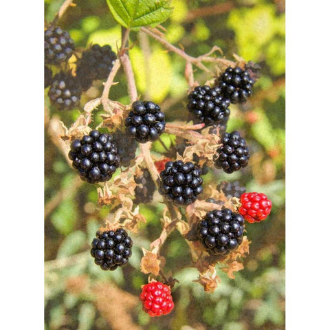 Geroges Wild Berries Gold Ornate Wood Framed Art Print with Double Matting by Johnson, George
