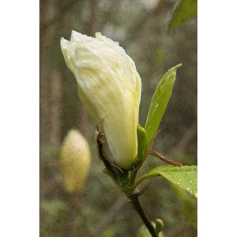 White Tulip Tree I Black Modern Wood Framed Art Print with Double Matting by Johnson, George