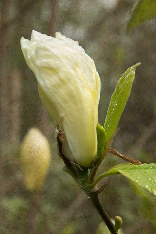 White Tulip Tree I White Modern Wood Framed Art Print with Double Matting by Johnson, George