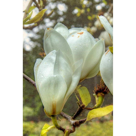 White Tulip Tree II Black Modern Wood Framed Art Print with Double Matting by Johnson, George