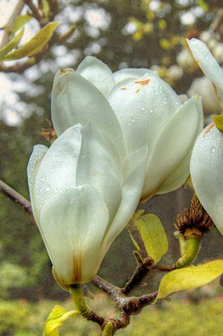 White Tulip Tree II Black Ornate Wood Framed Art Print with Double Matting by Johnson, George