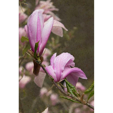 Pink Tulip Tree I Black Modern Wood Framed Art Print with Double Matting by Johnson, George