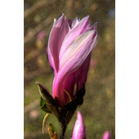 Pink Tulip Tree II White Modern Wood Framed Art Print by Johnson, George