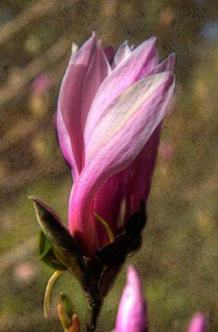 Pink Tulip Tree II White Modern Wood Framed Art Print with Double Matting by Johnson, George