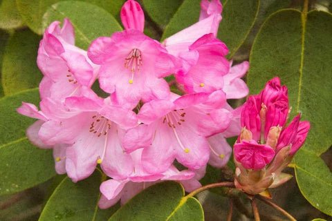 Rhododendron I Black Ornate Wood Framed Art Print with Double Matting by Johnson, George