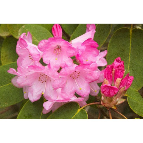 Rhododendron I White Modern Wood Framed Art Print by Johnson, George