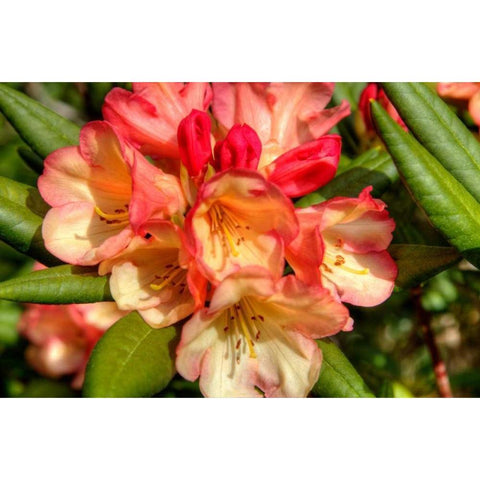 Rhododendron II White Modern Wood Framed Art Print by Johnson, George