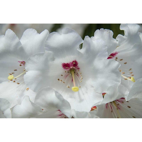 White Rhododendron Black Modern Wood Framed Art Print with Double Matting by Johnson, George