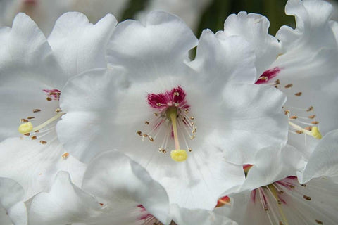 White Rhododendron White Modern Wood Framed Art Print with Double Matting by Johnson, George