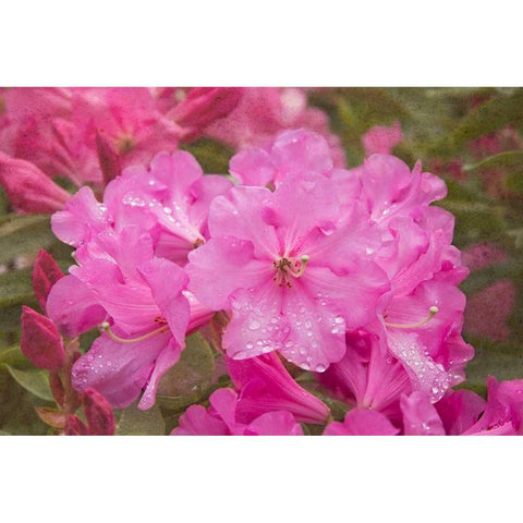 Pink Rhododendron Black Modern Wood Framed Art Print with Double Matting by Johnson, George