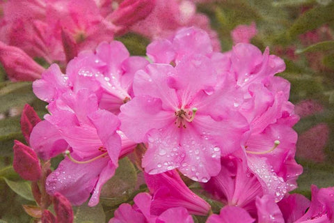 Pink Rhododendron Black Ornate Wood Framed Art Print with Double Matting by Johnson, George