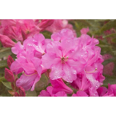 Pink Rhododendron Black Modern Wood Framed Art Print by Johnson, George