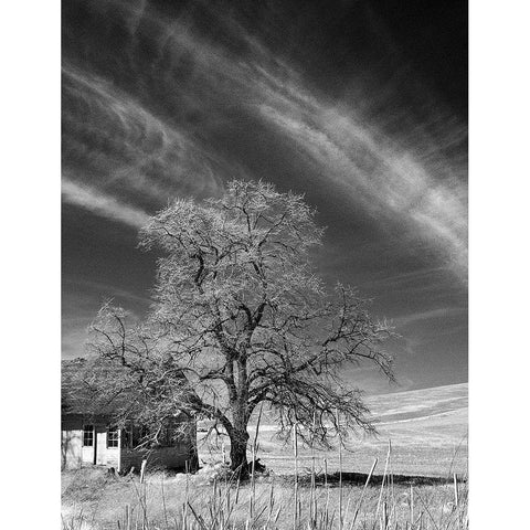 Palouse House and Tree Black Modern Wood Framed Art Print with Double Matting by Johnson, George