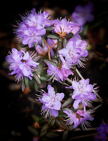 Small Purple Rhododendron White Modern Wood Framed Art Print with Double Matting by Johnson, George