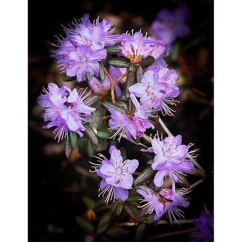 Small Purple Rhododendron Black Modern Wood Framed Art Print with Double Matting by Johnson, George