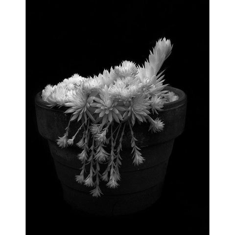 Potted Succulent Black Modern Wood Framed Art Print with Double Matting by Johnson, George