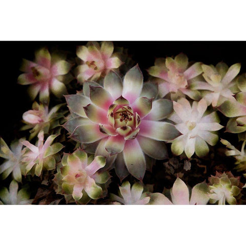 Small Succulents Black Modern Wood Framed Art Print with Double Matting by Johnson, George