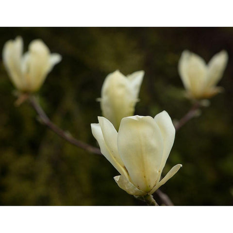 Tulip Tree Flowers Gold Ornate Wood Framed Art Print with Double Matting by Johnson, George