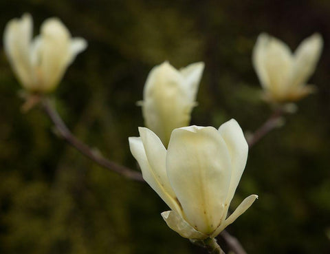 Tulip Tree Flowers White Modern Wood Framed Art Print with Double Matting by Johnson, George