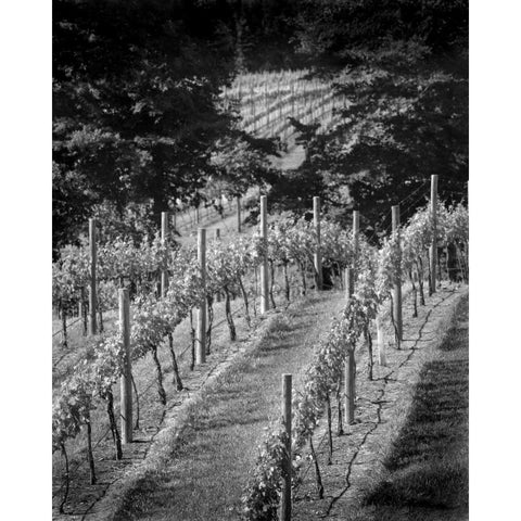 Vineyard I White Modern Wood Framed Art Print by Larson, Scott