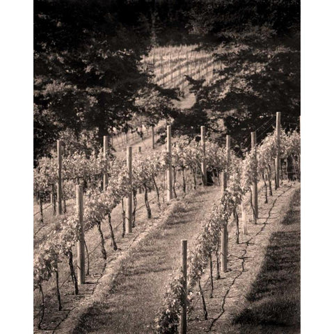 Vineyard III Black Modern Wood Framed Art Print with Double Matting by Larson, Scott