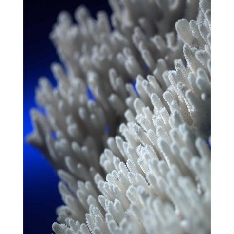 Sea Coral II White Modern Wood Framed Art Print by Larson, Scott