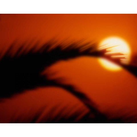 Palm Sunset I White Modern Wood Framed Art Print by Larson, Scott