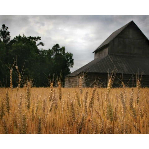 Harvest Time I Black Modern Wood Framed Art Print with Double Matting by Larson, Scott