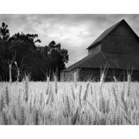 Harvest Time II White Modern Wood Framed Art Print by Larson, Scott