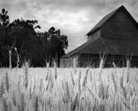 Harvest Time II White Modern Wood Framed Art Print with Double Matting by Larson, Scott