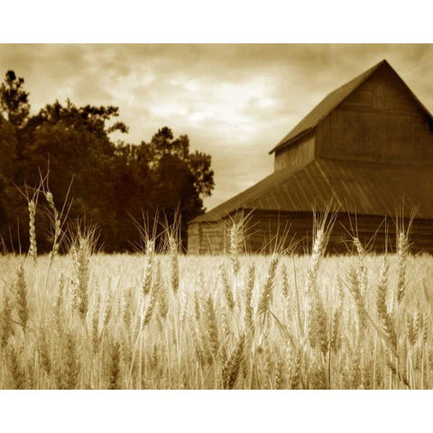 Harvest Time III White Modern Wood Framed Art Print by Larson, Scott