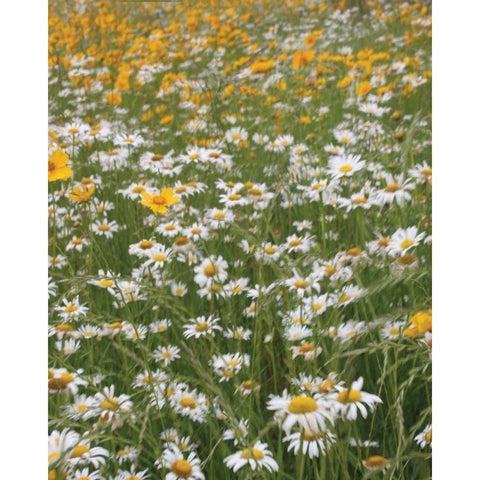 High Meadow IV Gold Ornate Wood Framed Art Print with Double Matting by Larson, Scott