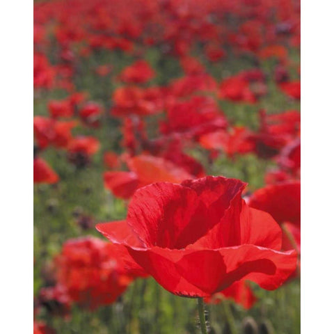 Poppy Field I White Modern Wood Framed Art Print by Larson, Scott