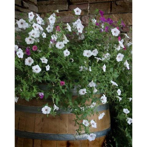 Petunia Barrel I White Modern Wood Framed Art Print by Larson, Scott