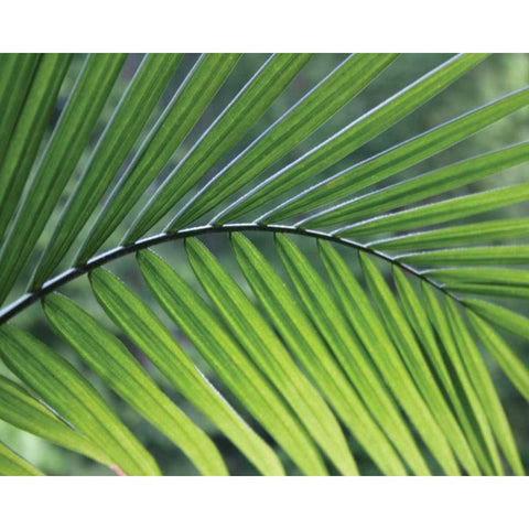 Green Palm I White Modern Wood Framed Art Print by Larson, Scott