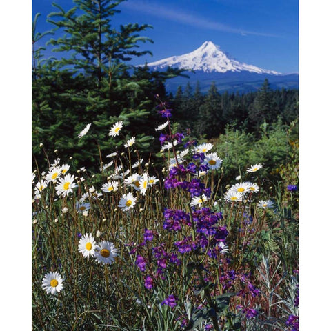 Mt. Hood V White Modern Wood Framed Art Print by Leahy, Ike