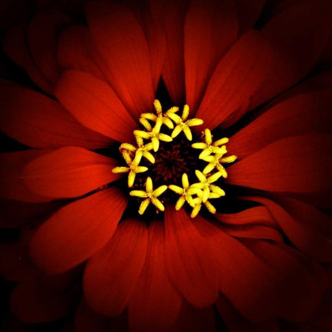 Red Zinnia Gold Ornate Wood Framed Art Print with Double Matting by Leahy, Ike