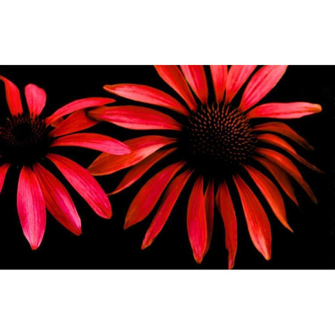 Red Echinacea Black Modern Wood Framed Art Print with Double Matting by Leahy, Ike