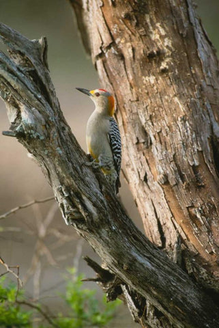 Ladder Back Woodpecker White Modern Wood Framed Art Print with Double Matting by Leahy, Ike