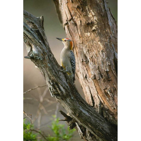 Ladder Back Woodpecker White Modern Wood Framed Art Print by Leahy, Ike