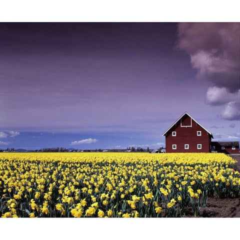 Barn in Daffodils White Modern Wood Framed Art Print by Leahy, Ike