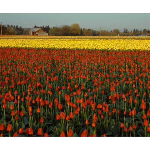 Tulips in Mt. Vernon Black Modern Wood Framed Art Print with Double Matting by Leahy, Ike