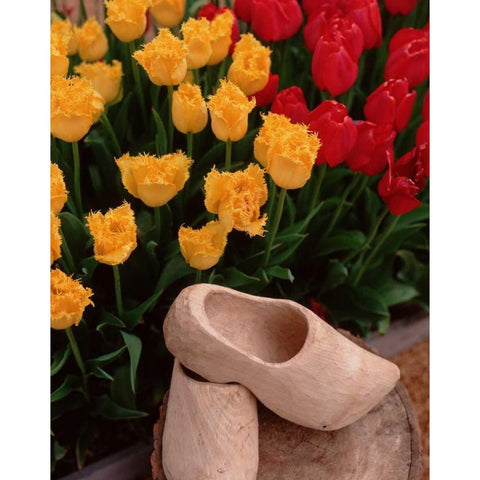 Wooden Shoe Tulips Gold Ornate Wood Framed Art Print with Double Matting by Leahy, Ike