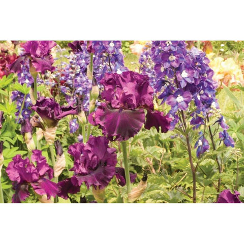 Purple Garden I Black Modern Wood Framed Art Print with Double Matting by Love, Maureen